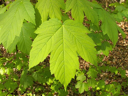 Acer (plant)